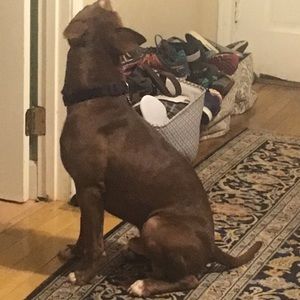 Meet your Posher, Amy